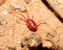 Erythraeidae