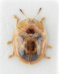 Charidotella zona