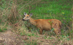 Blastocerus dichotomus