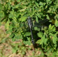 Gomphus vulgatissimus
