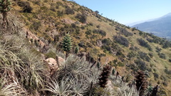 Puya alpestris