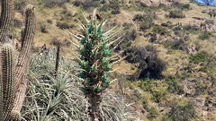 Puya alpestris