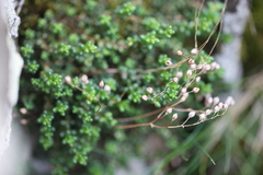 Sedum