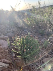 Chaetopappa ericoides