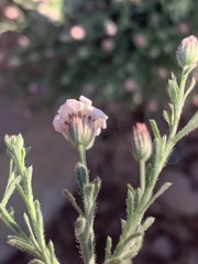 Chaetopappa ericoides