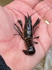 Procambarus