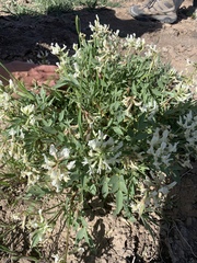 Astragalus iselyi