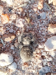 Phidippus octopunctatus