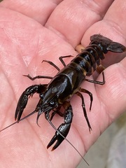 Procambarus
