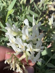 Astragalus iselyi