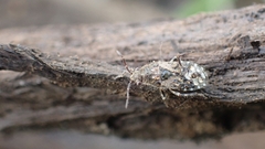Heterogaster urticae