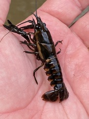 Procambarus