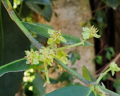 Laurelia sempervirens