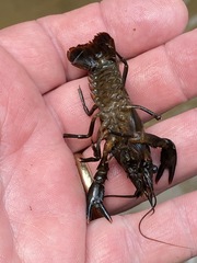 Procambarus