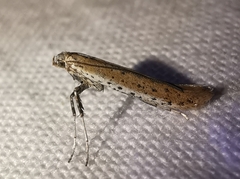 Aspilapteryx tringipennella