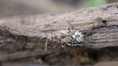 Heterogaster urticae