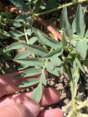 Astragalus iselyi
