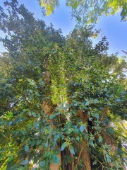 Laurelia sempervirens