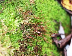 Tortula muralis