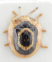 Microctenochira