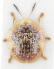 Microctenochira conscripta