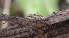 Heterogaster urticae