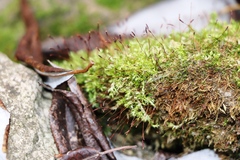 Tortula muralis