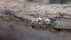Heterogaster urticae
