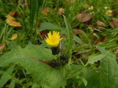 Sonchus oleraceus