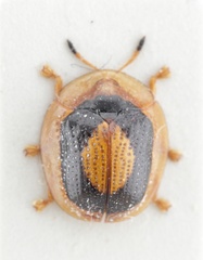 Charidotis ambigua