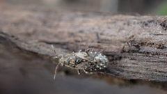 Heterogaster urticae