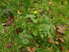 Sonchus oleraceus