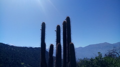 Trichocereus chiloensis