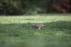 Turdus viscivorus