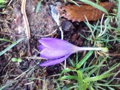 Crocus serotinus