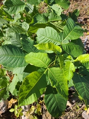 Ptelea trifoliata