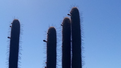 Trichocereus chiloensis