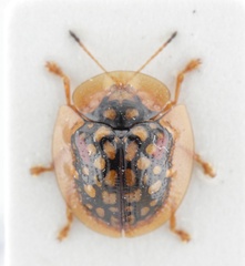 Parachirida pustulata