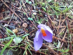 Crocus serotinus