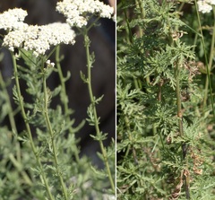Achillea ligustica