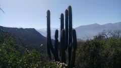 Trichocereus chiloensis