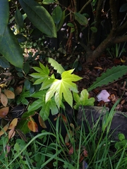 Fatsia japonica