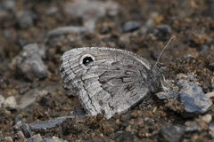 Cercyonis oetus pallescens