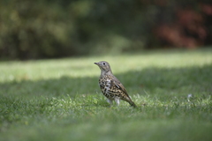 Turdus viscivorus