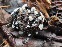 Calycellina alniella