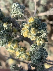 Artemisia spinescens