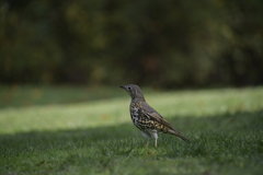 Turdus viscivorus