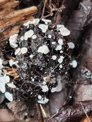 Calycellina alniella