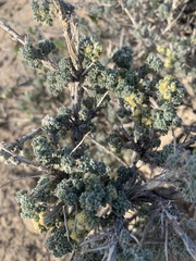 Artemisia spinescens