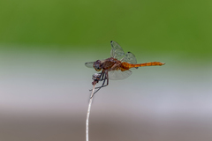 Brachymesia